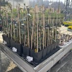 Jazmín vonný (Trachelospermum jasminoides) - výška 40-50 cm, kont. C1,5L